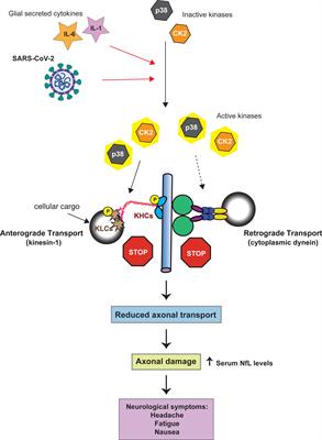 Starting signal: Aberrant kinase activation as a trigger for SARS-CoV-2 induced axonal damage